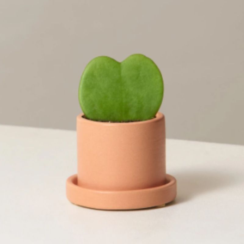 Heart leaf Plant In Pot - valentines gifts for her