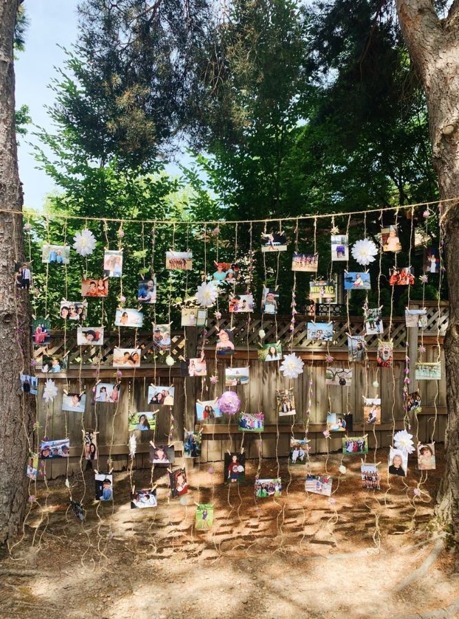 photo strings on the tree